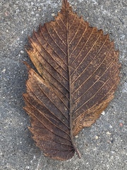 Ulmus laevis