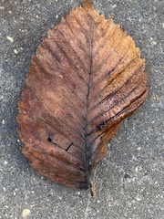 Ulmus laevis