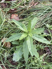 Cirsium arvense