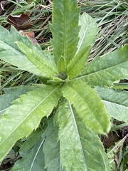 Cirsium arvense