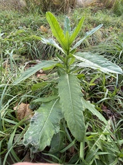 Cirsium arvense