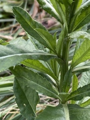 Cirsium arvense
