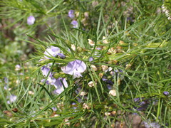 Psoralea arborea