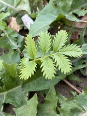 Argentina anserina