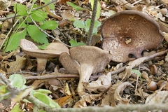 Sarcodon quercinofibulatus