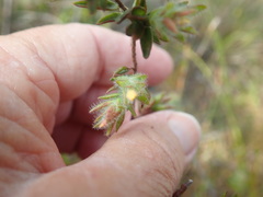 Gnidia humilis