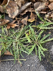 Scorzoneroides autumnalis