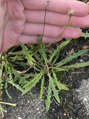 Scorzoneroides autumnalis