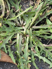 Scorzoneroides autumnalis