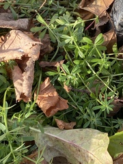 Galium mollugo