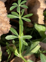 Galium mollugo