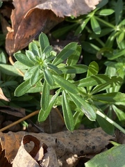 Galium mollugo