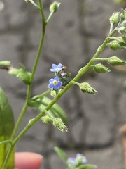 Myosotis arvensis