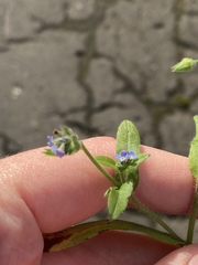 Myosotis arvensis