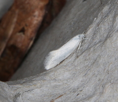 Elachista argentella