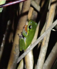 Litoria cooloolensis
