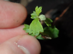 Xanthosia tridentata