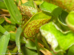 Puccinia dichondrae