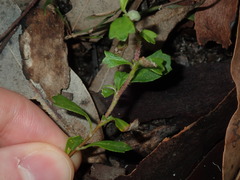 Xanthosia tridentata