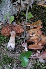 Cortinarius mattiae