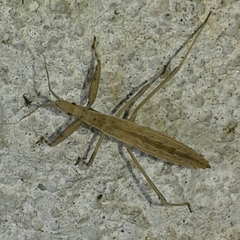 Sastrapada baerensprungi