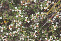 Spyridium parvifolium