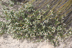 Spyridium parvifolium
