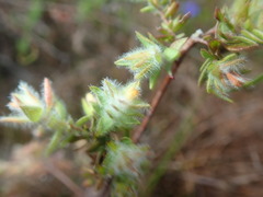 Gnidia humilis