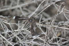 Spyridium parvifolium