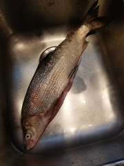 Coregonus clupeaformis