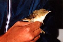 Locustella luscinioides