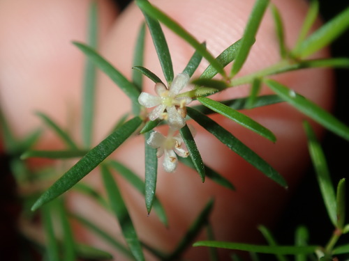 Micrantheum ericoides (Micrantheum ericoides)