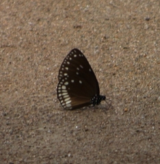Euploea klugii