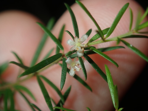 Micrantheum ericoides Desf.