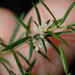 Micrantheum ericoides - Photo (c) Thomas Mesaglio,  זכויות יוצרים חלקיות (CC BY), הועלה על ידי Thomas Mesaglio