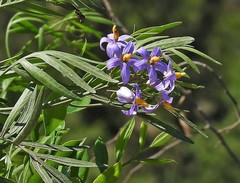 Solanum angustifidum