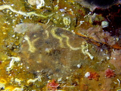 Planocera ceratommata