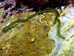 Eulalia