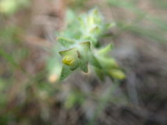 Gnidia humilis