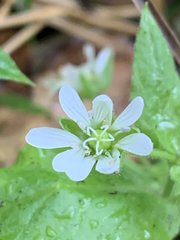 Stellaria aquatica