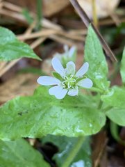 Stellaria aquatica