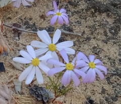 Brachyscome iberidifolia