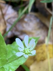 Stellaria aquatica