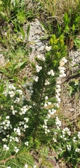 Erica triflora