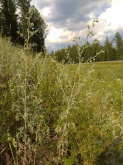 Artemisia jacutica