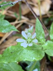 Stellaria aquatica