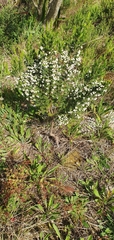 Erica triflora