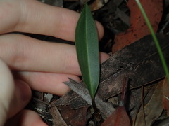 Cryptostylis erecta
