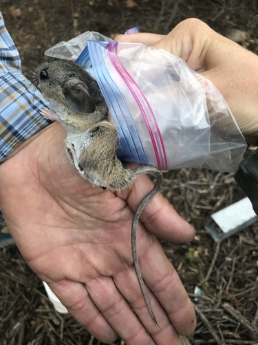 California Mouse
