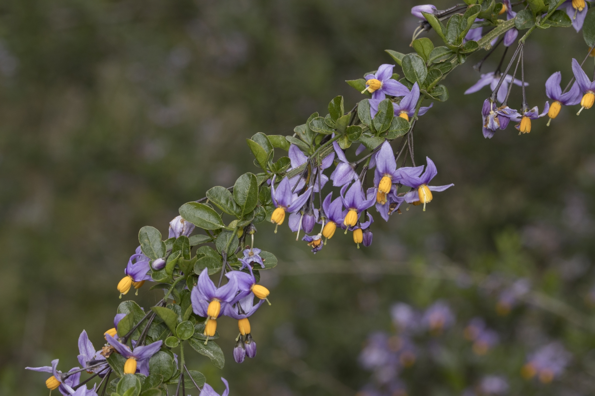 Solanum valdiviense